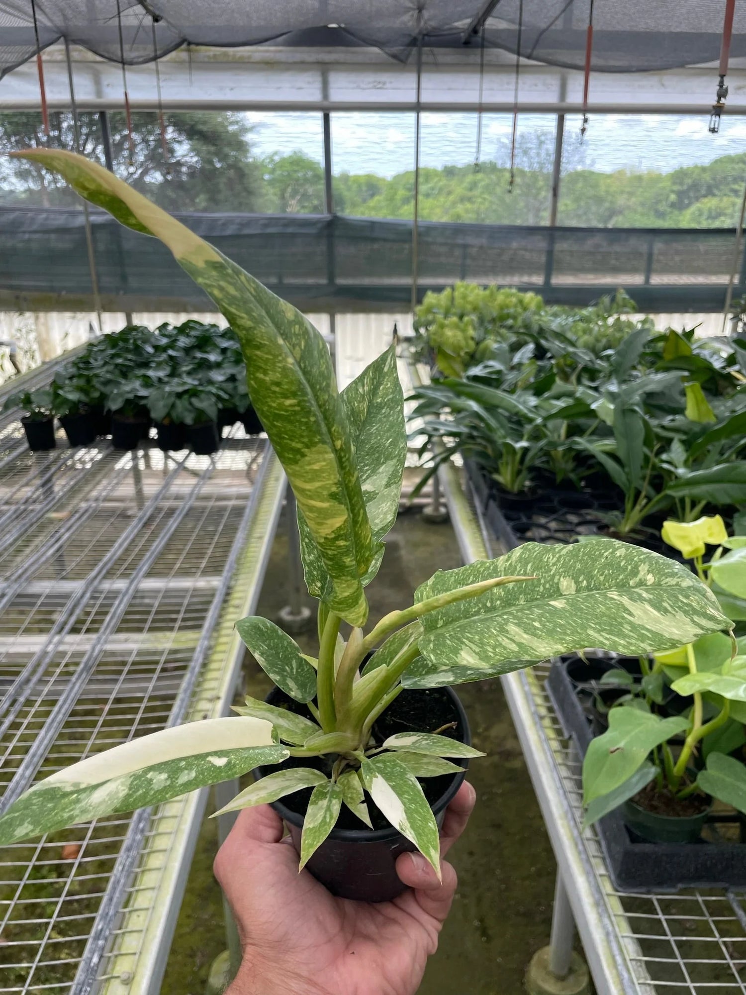 Ring of Fire Variegated Philodendron