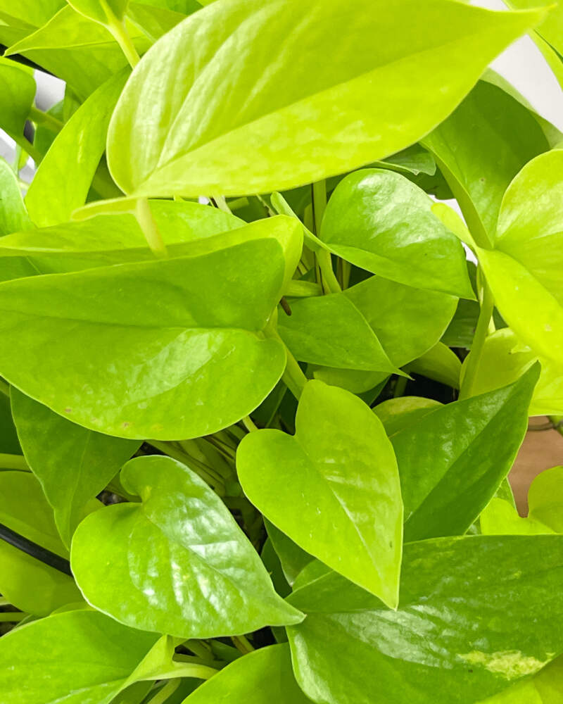 Neon Pothos in Growers Pot