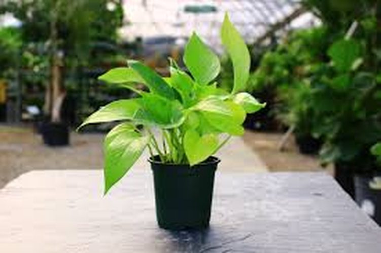 Neon Pothos in Growers Pot