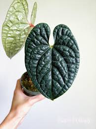 Anthurium Luxurian Crystallinum 4" growers pot