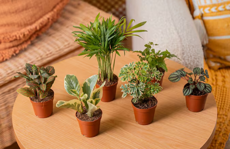 6-pack House Plants in 2" pots