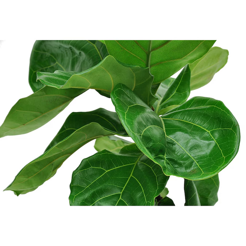 Fiddle Leaf Fig Ficus Lyrata 10" Pot