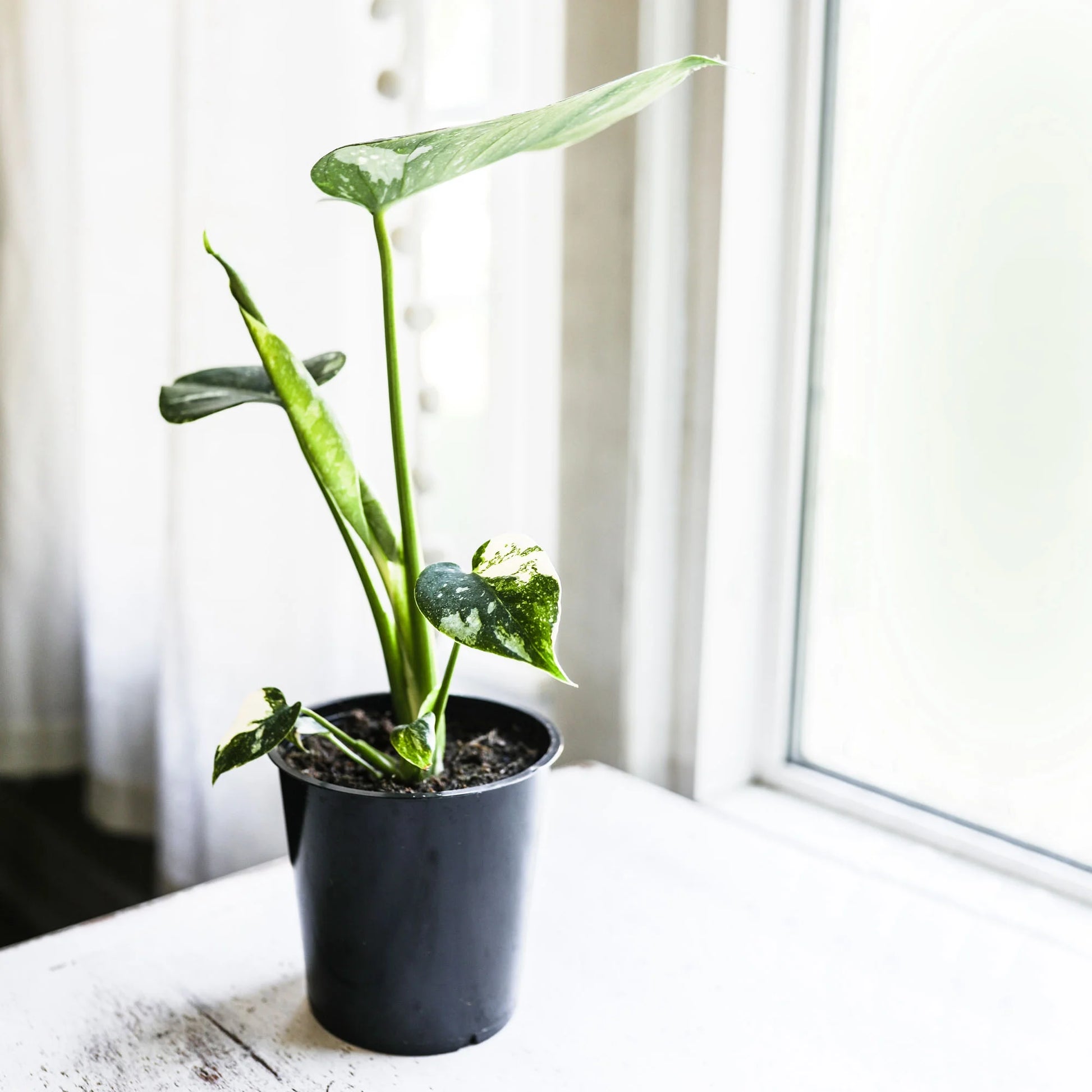 Thai Constellation Monstera 5” Grower Pot