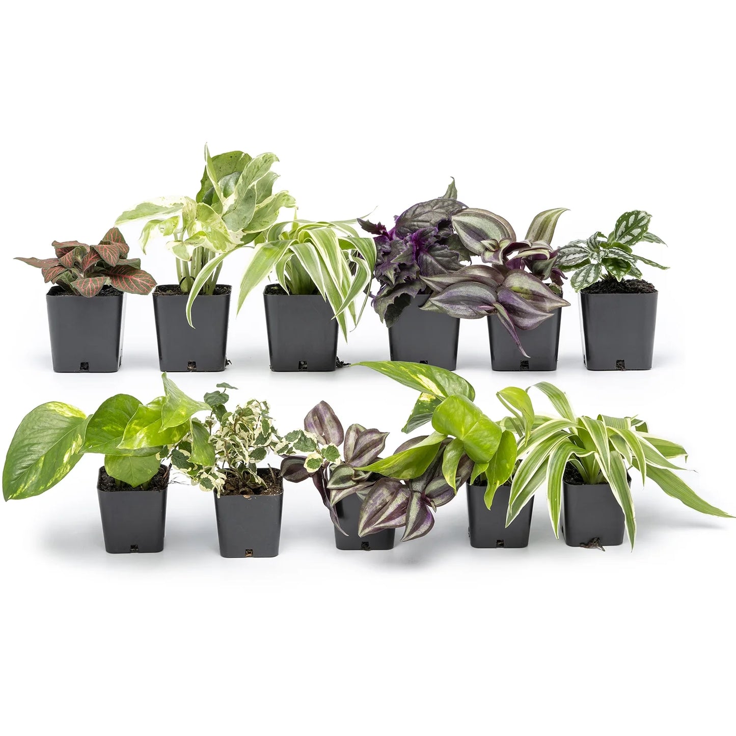 Live Houseplants (12PK)