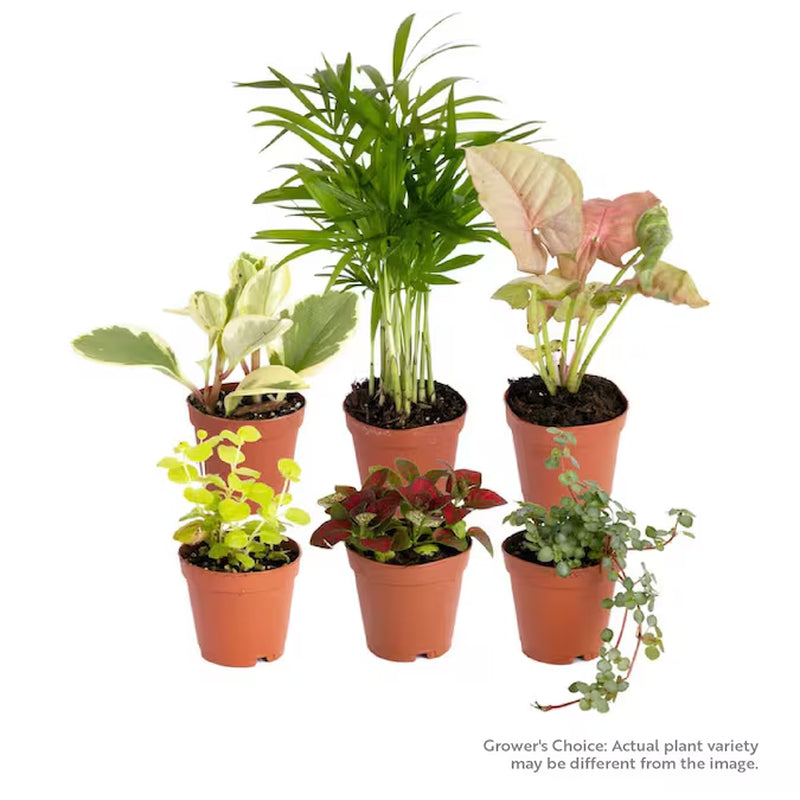 6-pack House Plants in 2" pots