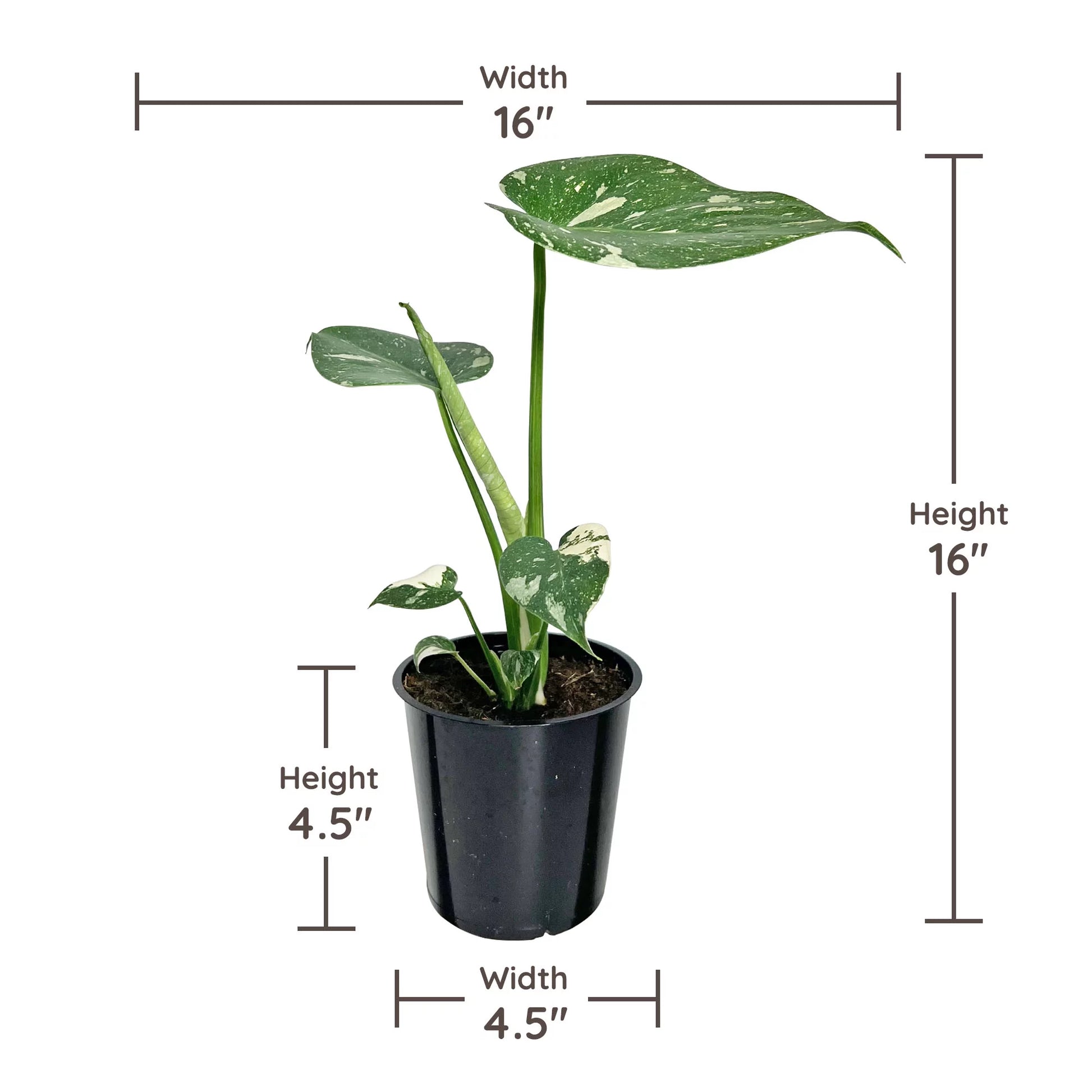 Thai Constellation Monstera 5” Grower Pot