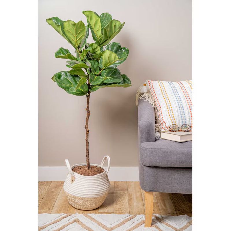 Fiddle Leaf Fig Ficus Lyrata 10" Pot