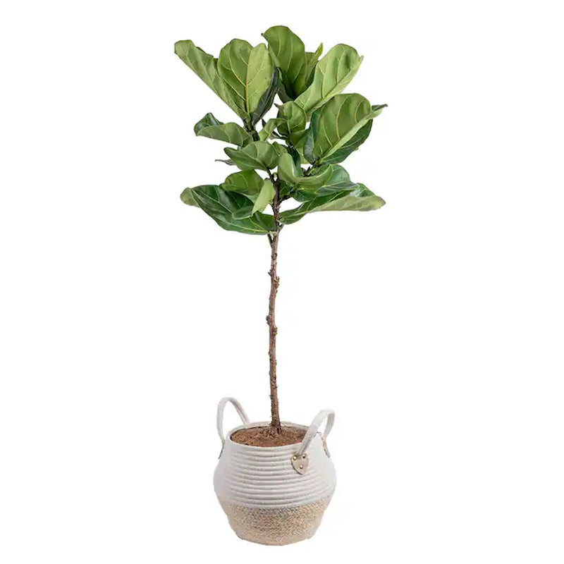 Fiddle Leaf Fig Ficus Lyrata 10" Pot