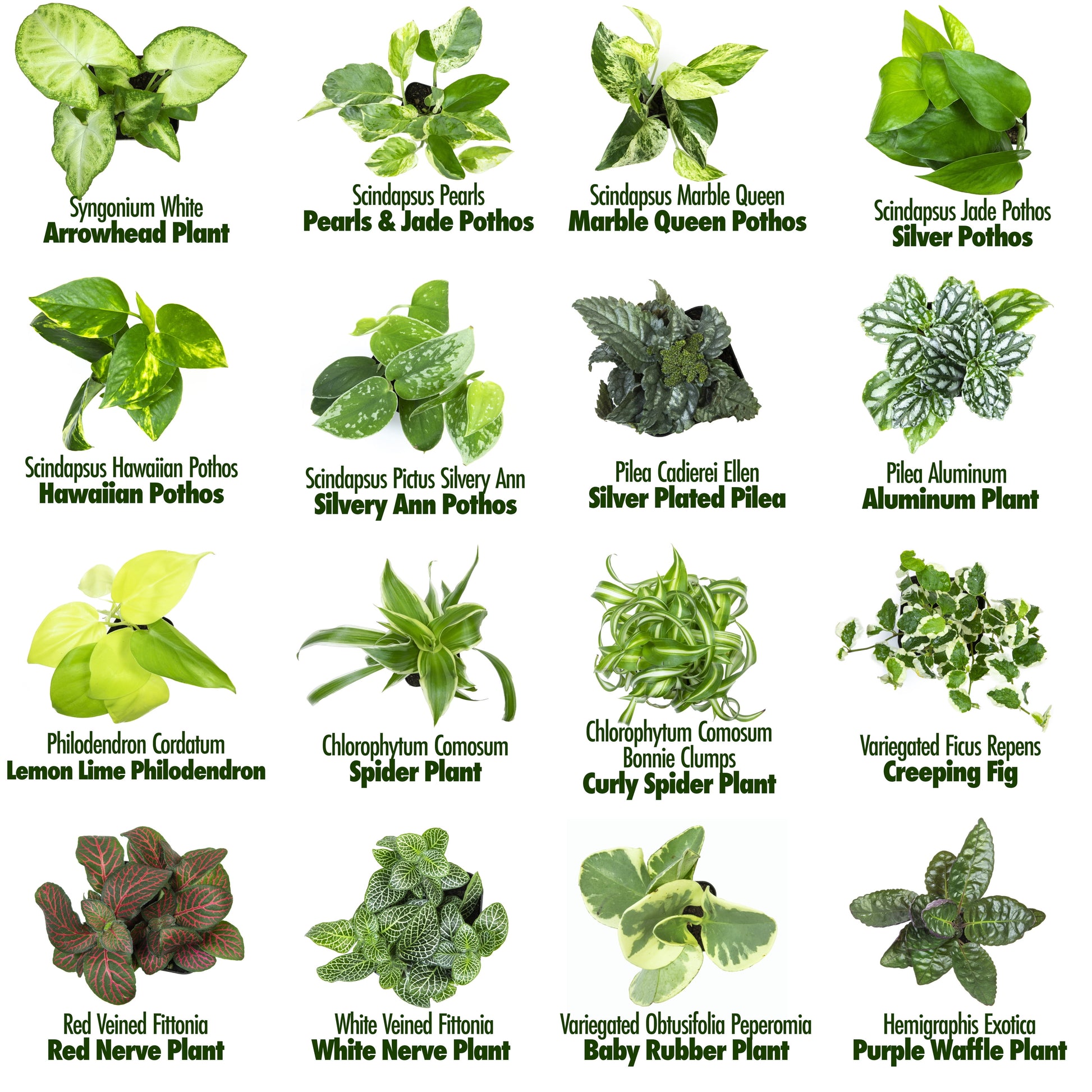 Live Houseplants (12PK)