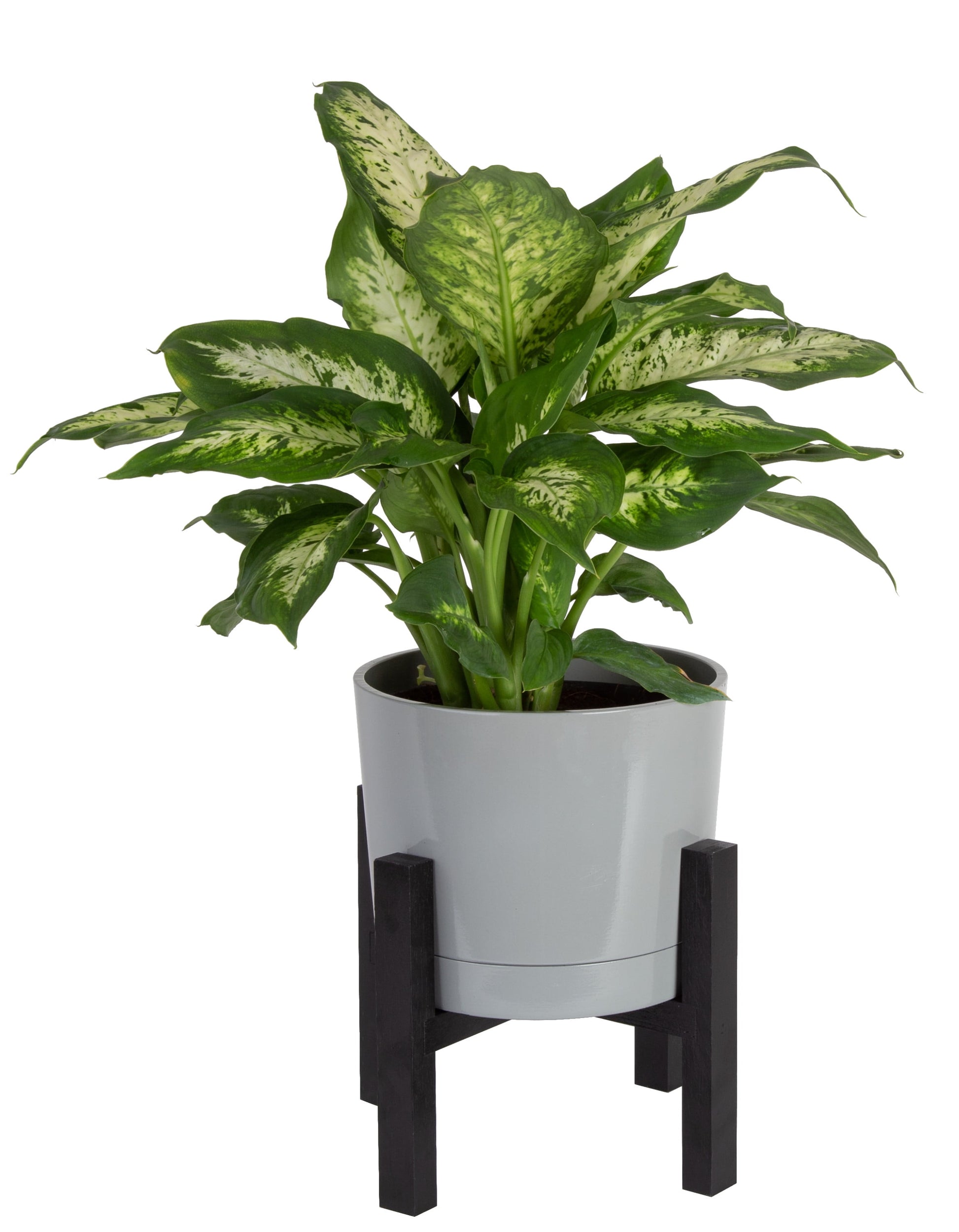 Variegated Dieffenbachia 6" Décor Pot 12-Inch Tall