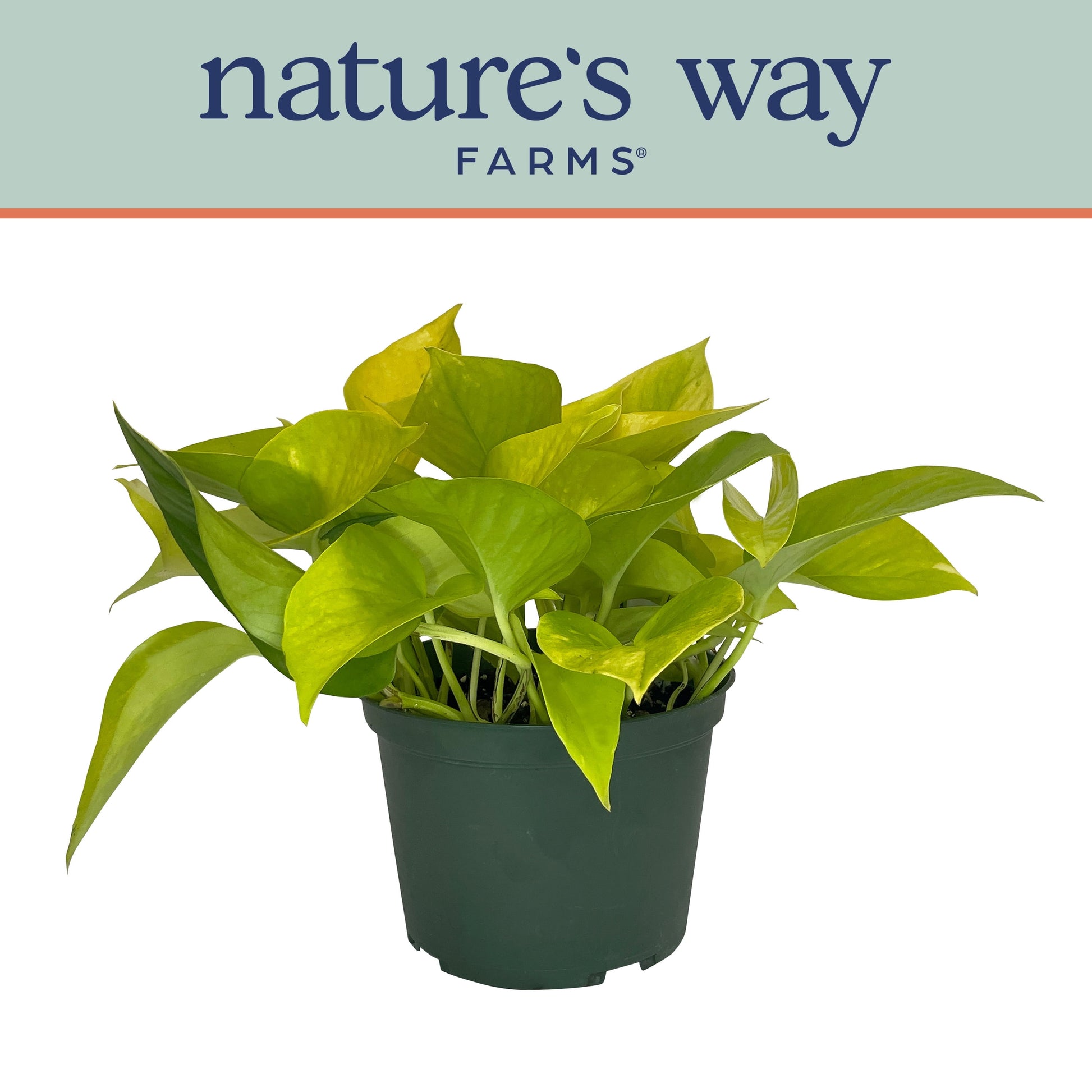 Neon Pothos in Growers Pot