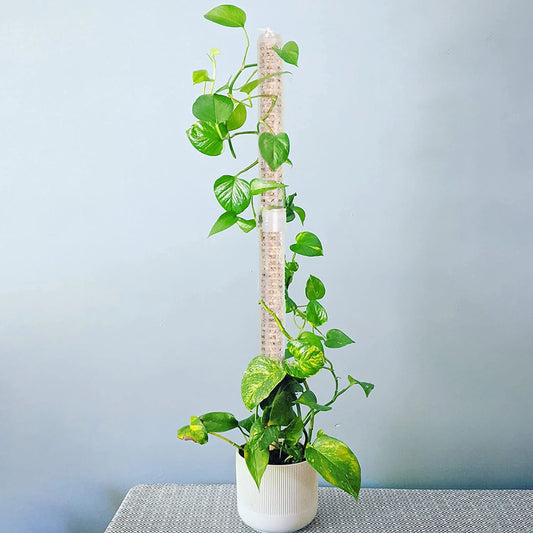 Climbing Plant Support - Fillable