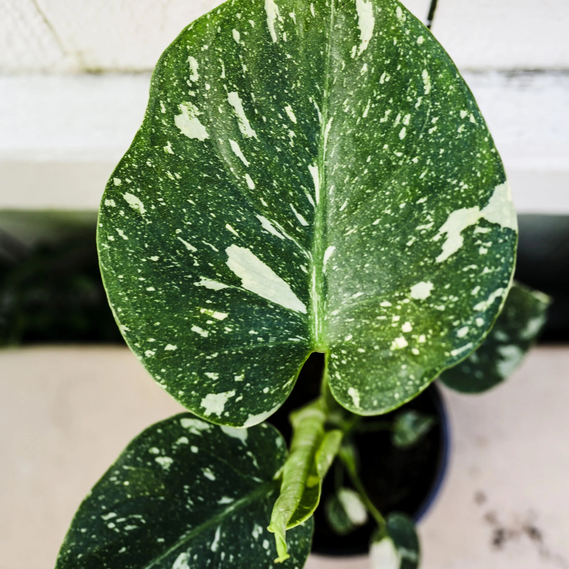 Thai Constellation Monstera 5” Grower Pot