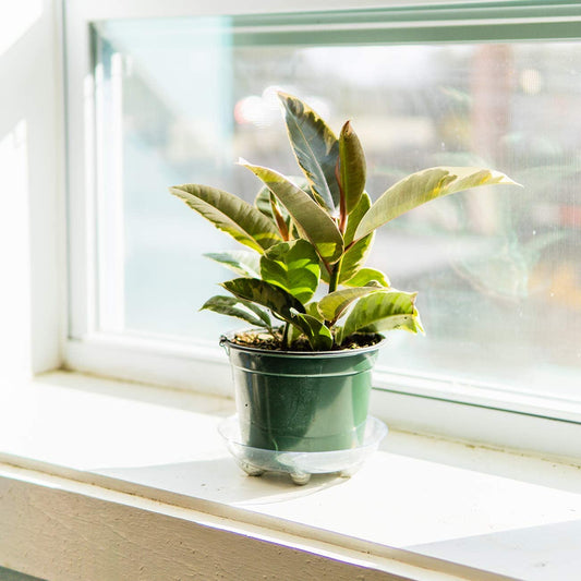 Variegated Rubber Plant | Ficus Elastica 'Tineke' | 6" Grower's Pot