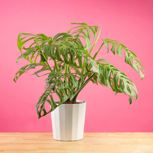 Monstera Esquelet 10" Décor Pot 30-Inch Tall