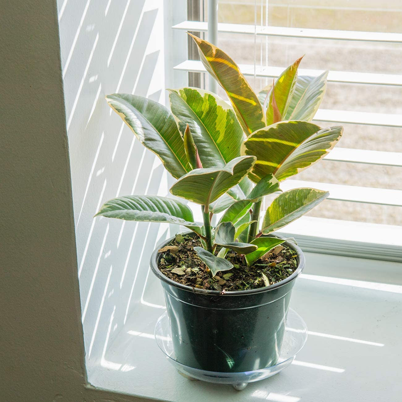 Variegated Rubber Plant | Ficus Elastica 'Tineke' | 6" Grower's Pot