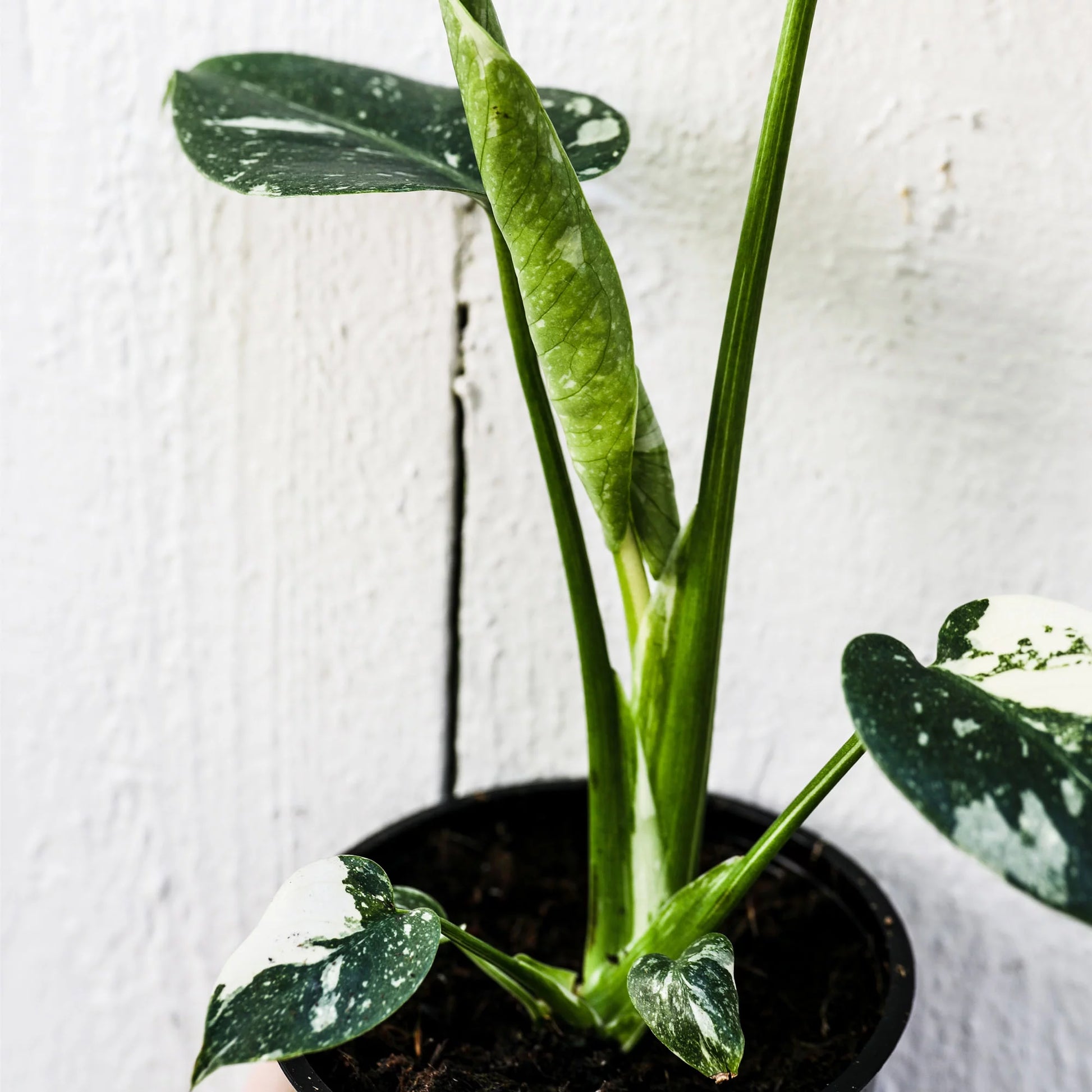 Thai Constellation Monstera 5” Grower Pot