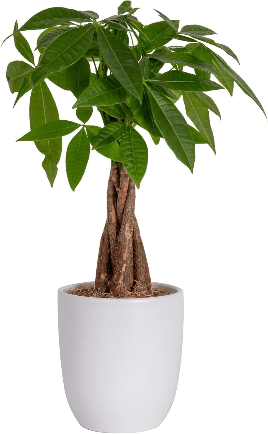 Money Tree 6" Decor Pot16-Inches Tall