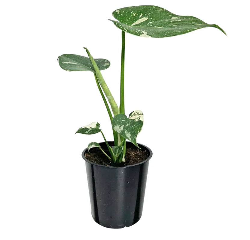 Thai Constellation Monstera 5” Grower Pot