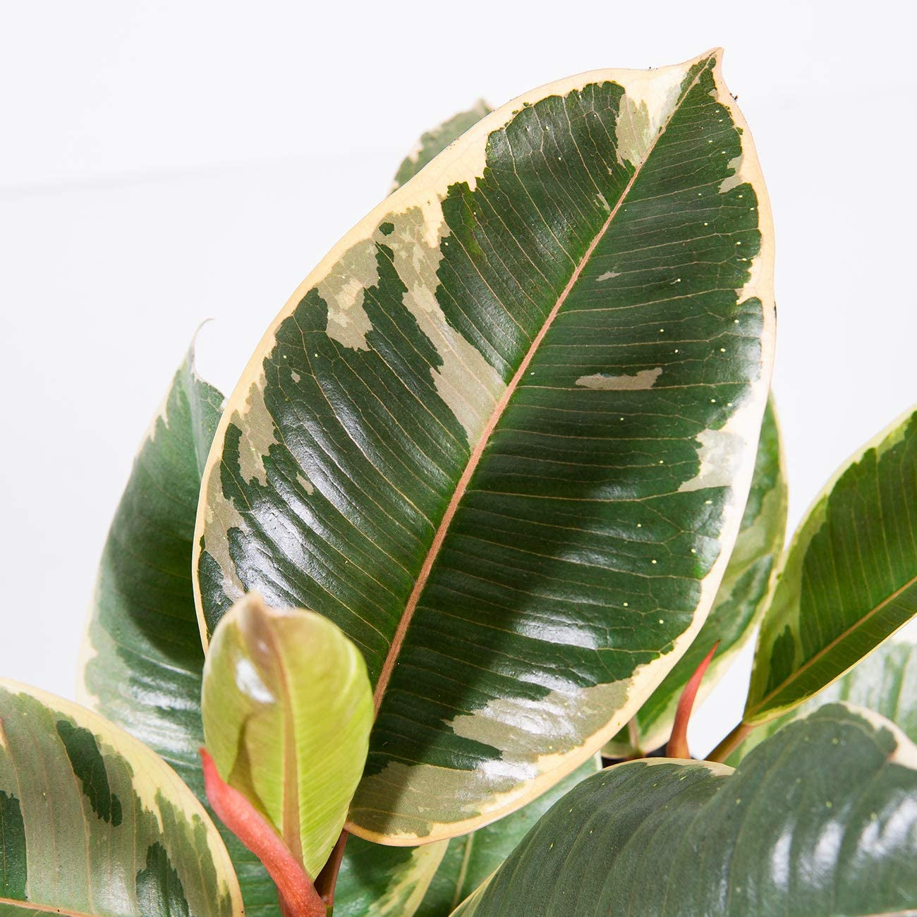 Variegated Rubber Plant | Ficus Elastica 'Tineke' | 6" Grower's Pot